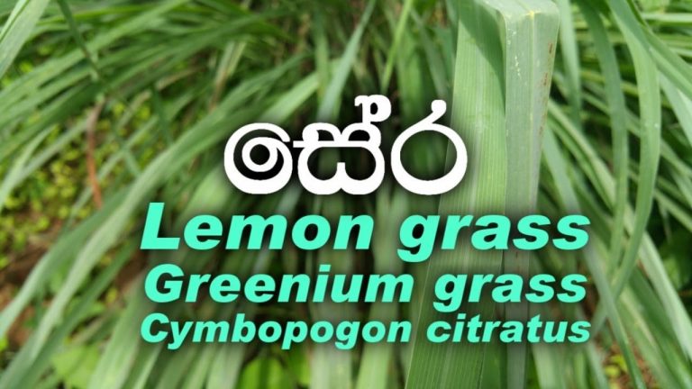 සුවඳින් පිළිකා සෛල වනසන,    මඟහැරුණු දිව ඔසුව සේර