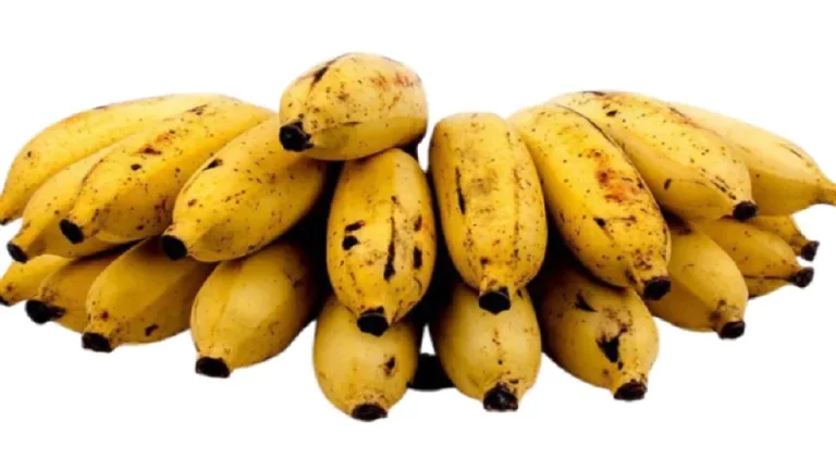 SL earns $ 36 Mn from agri exports