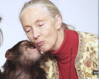 Primatologist Jane Goodall, famous for her study of chimpanzees, has died